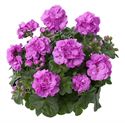 Afbeelding van Geranium Hang P12 Double Royal bleu